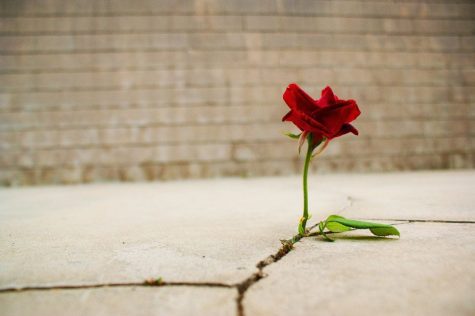 The Rose that Learned to Grow in Concrete