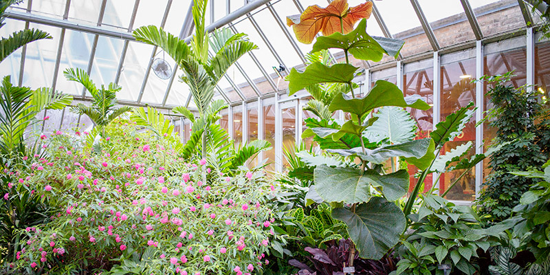 Greenhouse+Growing