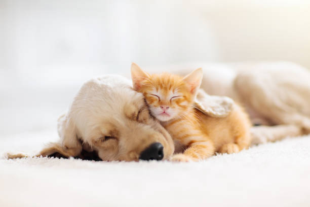 Cat+and+dog+sleeping+together.+Kitten+and+puppy+taking+nap.+Home+pets.+Animal+care.+Love+and+friendship.+Domestic+animals.