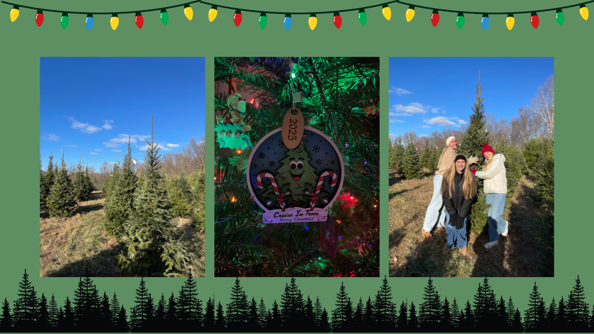 Finding the Perfect Christmas Tree